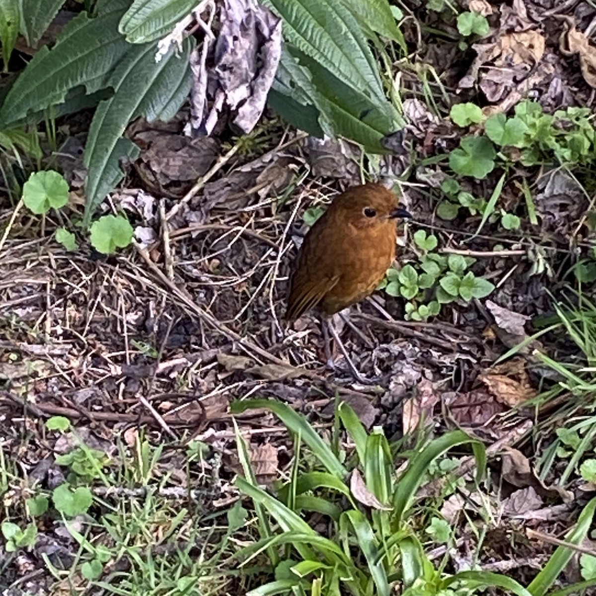 Equatorial Antpitta - Heidi Guttschuss