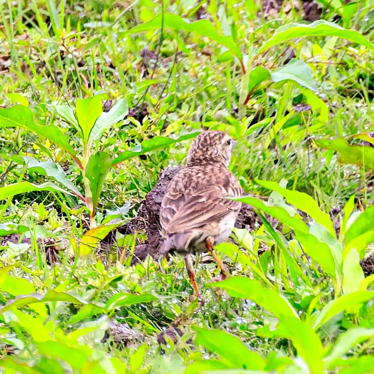 Bisbita Neozelandés (grupo australis) - ML611413866