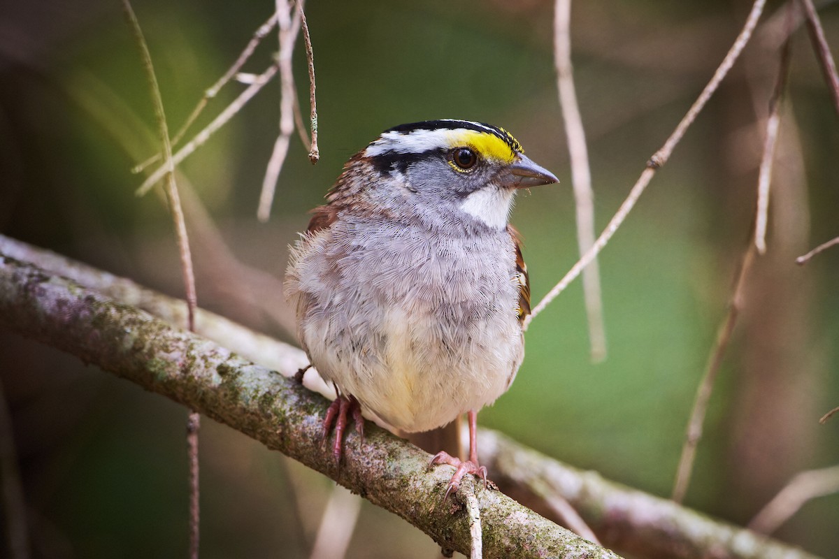 White-throated Sparrow - ML611413905