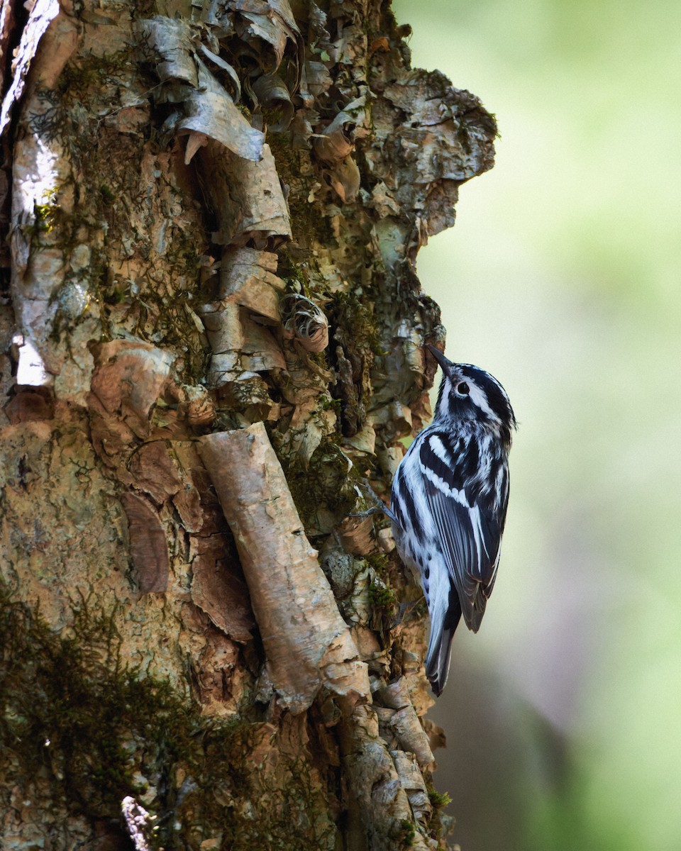 Black-and-white Warbler - ML611413920