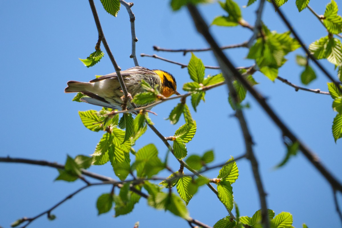 Blackburnian Warbler - ML611413943