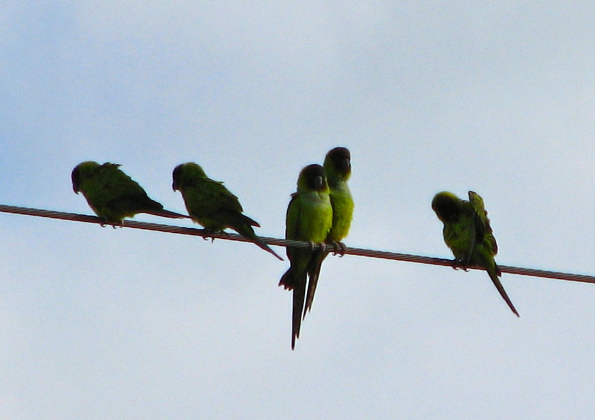 Nanday Parakeet - ML611414046