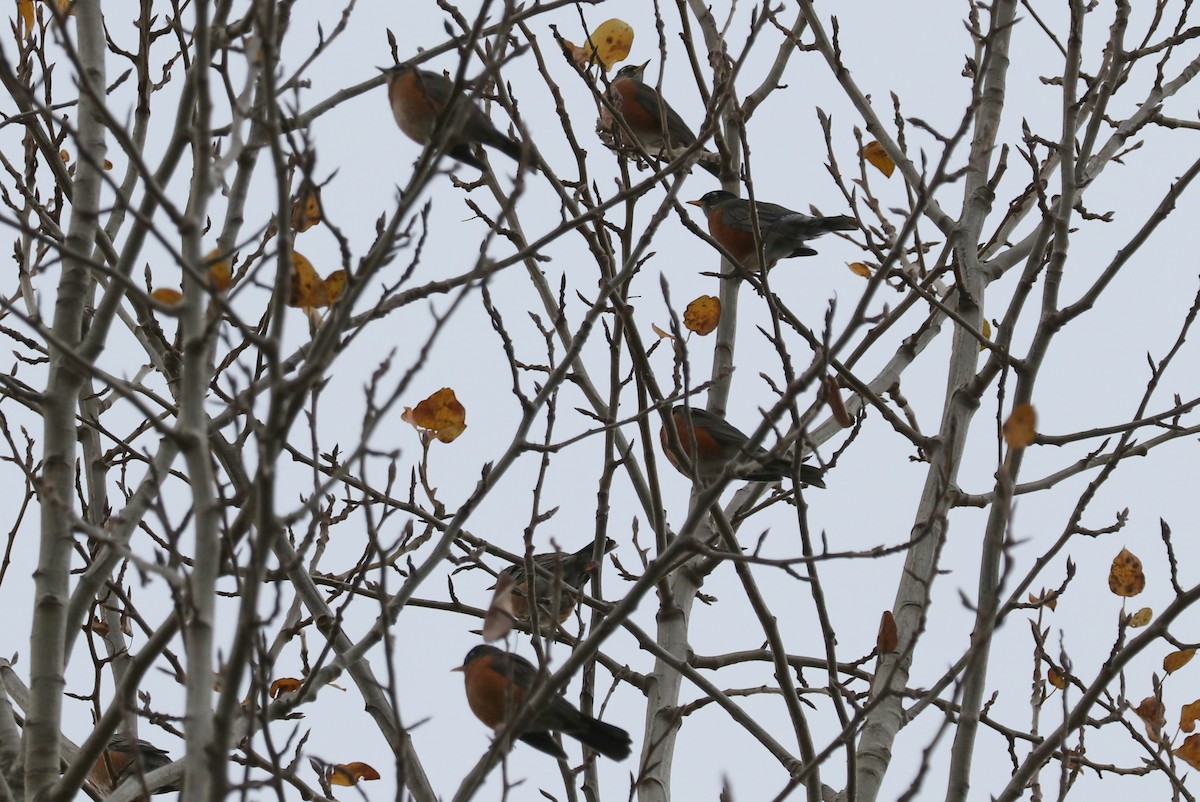 American Robin - terrance carr