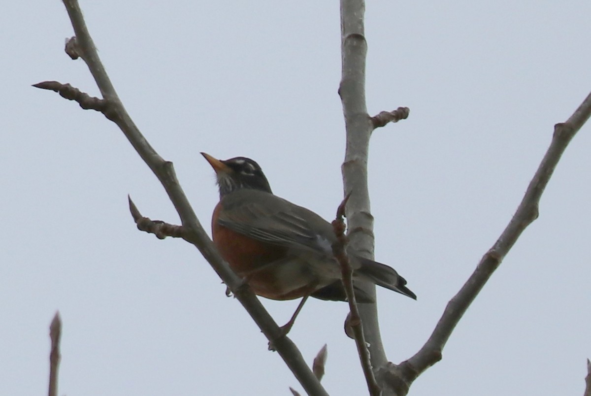 American Robin - ML611414082