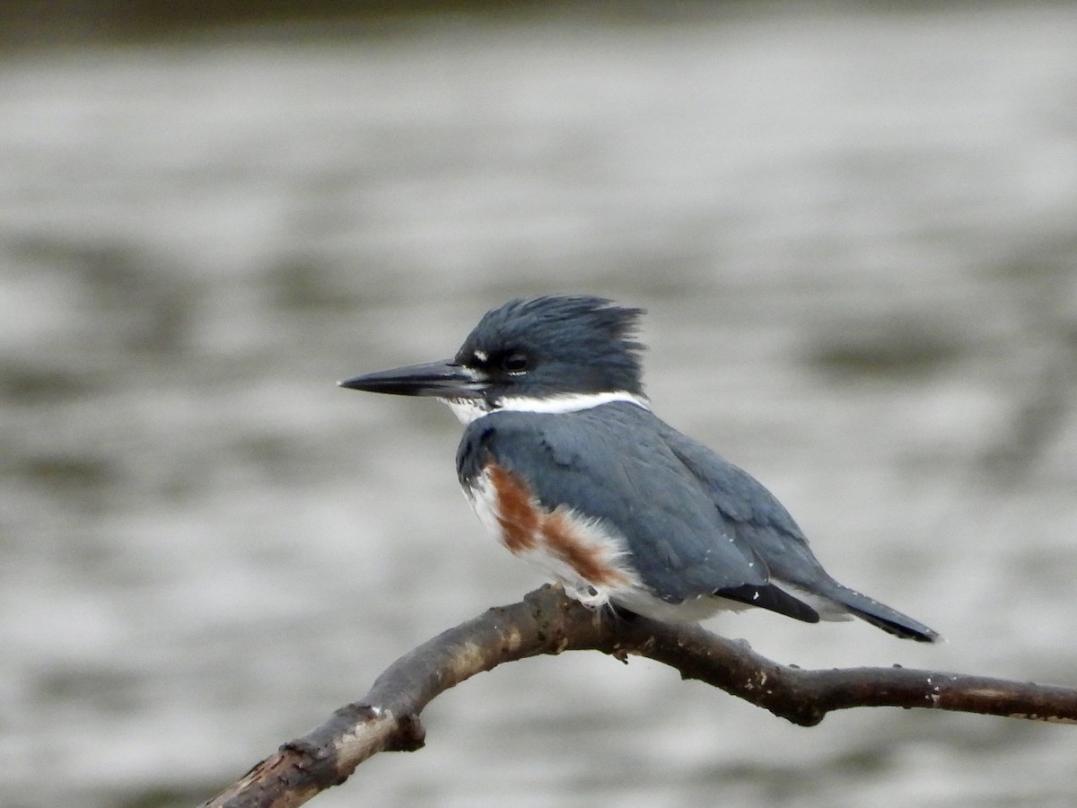 Belted Kingfisher - ML611414088
