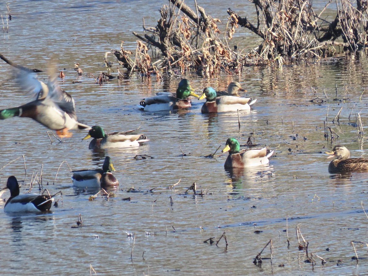 Mallard - Bruce and Shirley Gordon