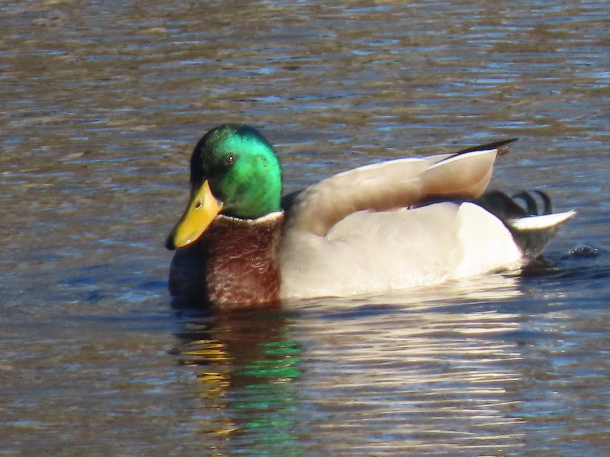 Canard colvert - ML611414121