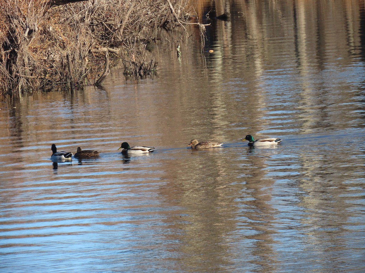 Mallard - Bruce and Shirley Gordon