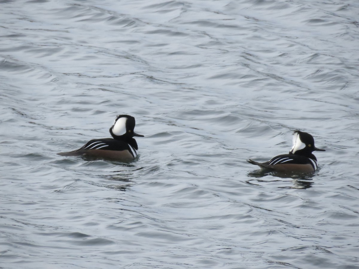 Hooded Merganser - ML611414149