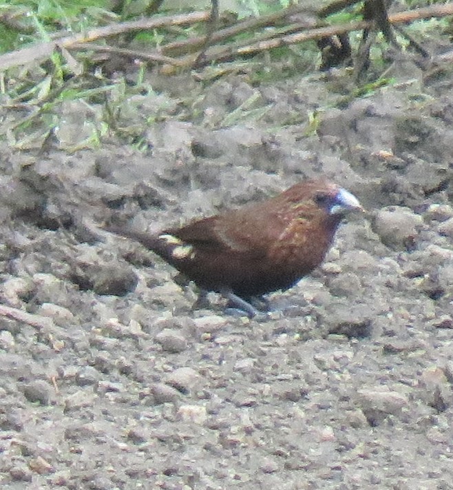 Streak-headed Munia - ML611414187