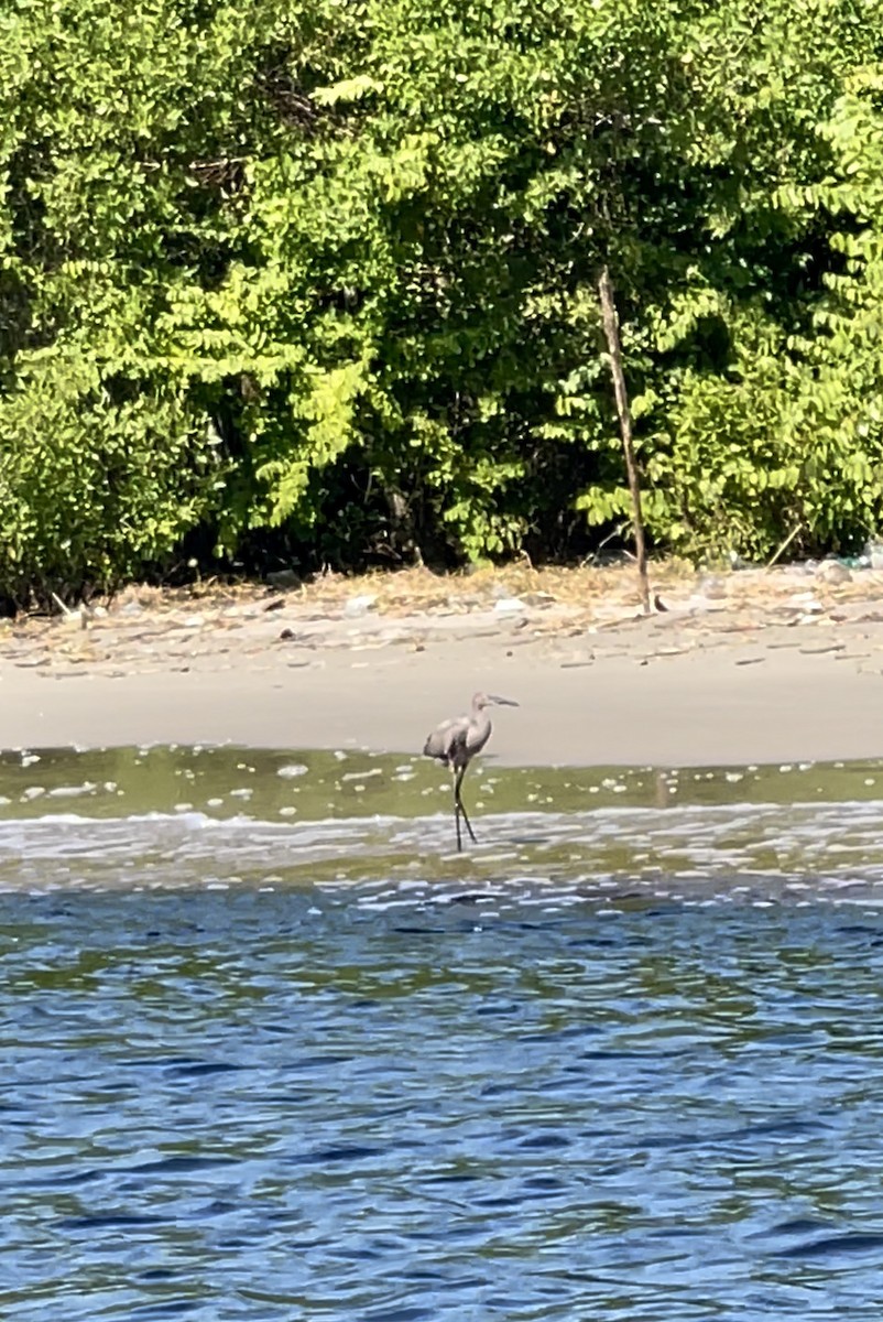 Reddish Egret - ML611414236