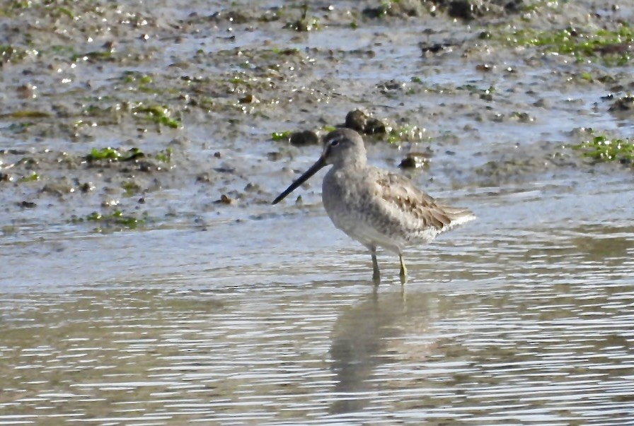 Long-billed Dowitcher - ML611414293