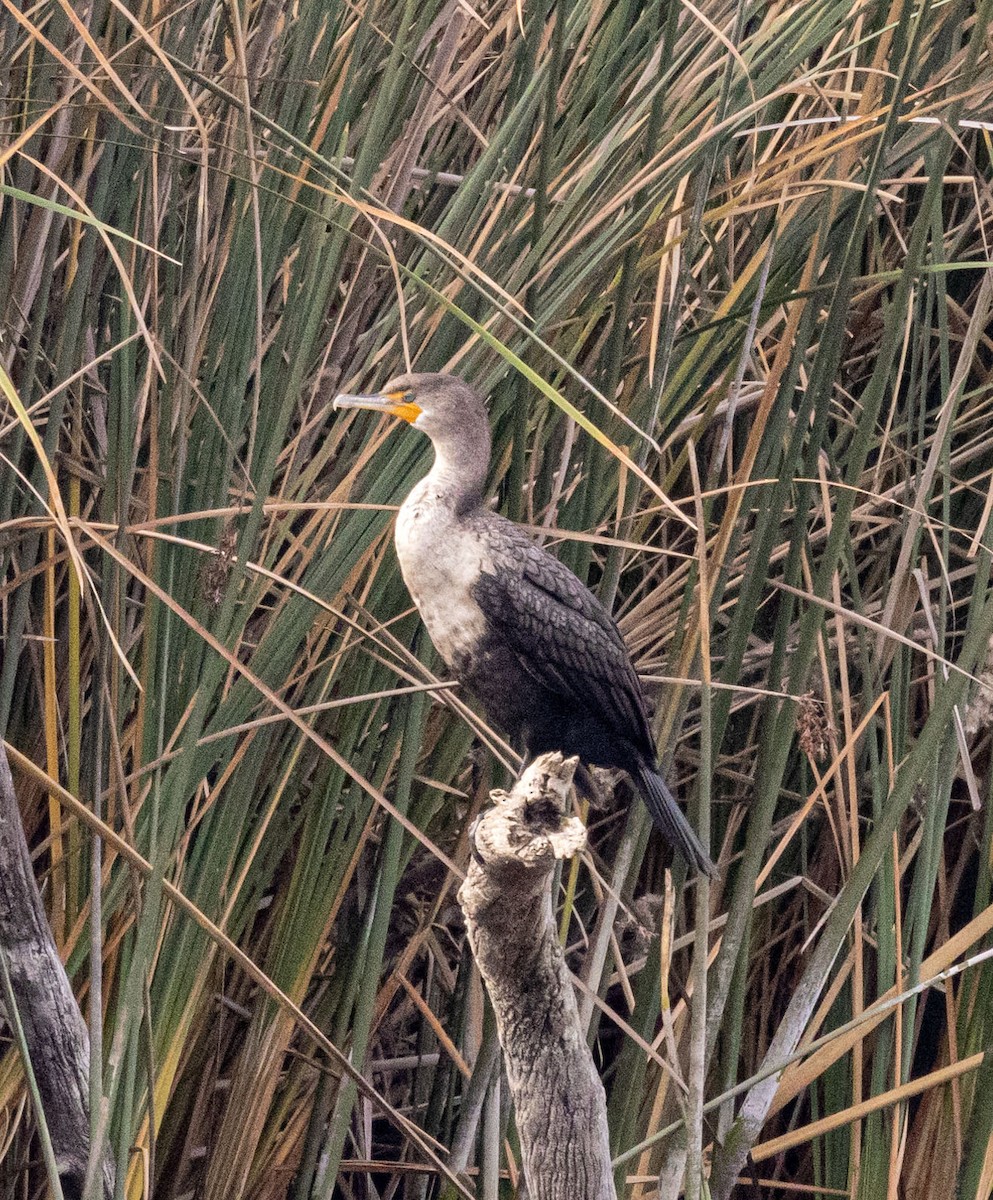 Double-crested Cormorant - ML611414300