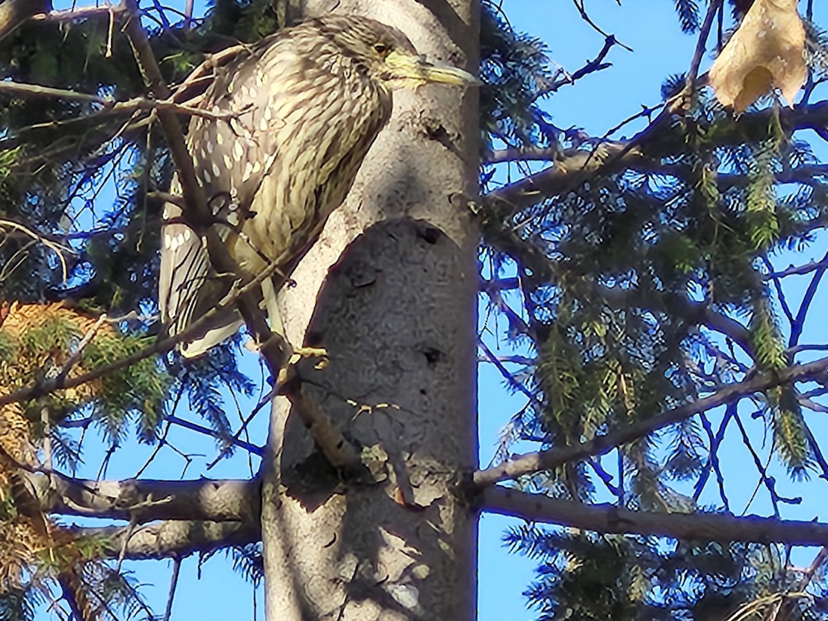 Black-crowned Night Heron - ML611414328