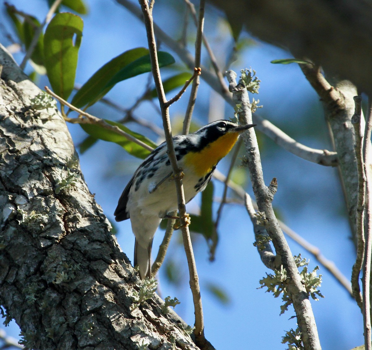 Yellow-throated Warbler - ML611414329