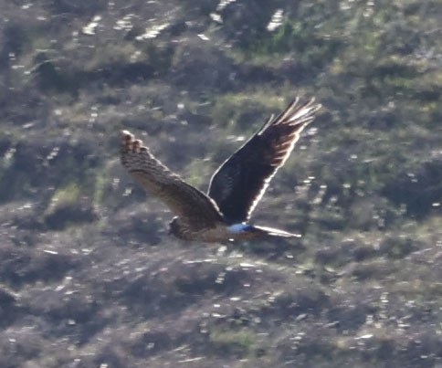 Northern Harrier - ML611414352