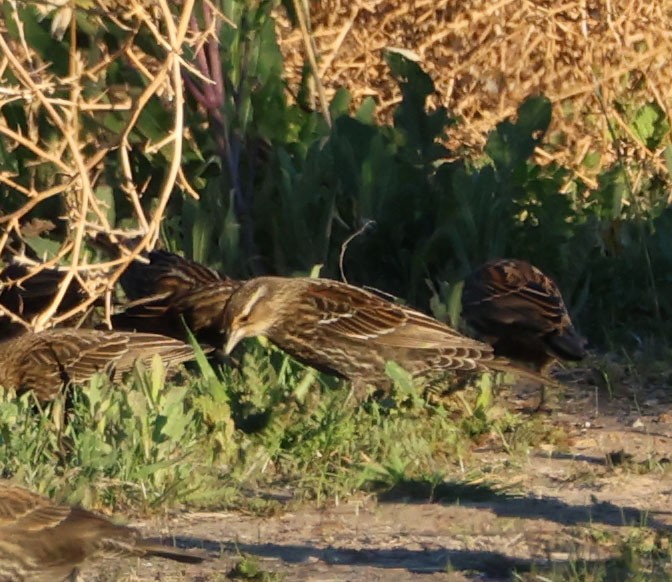 Red-winged Blackbird - ML611414422