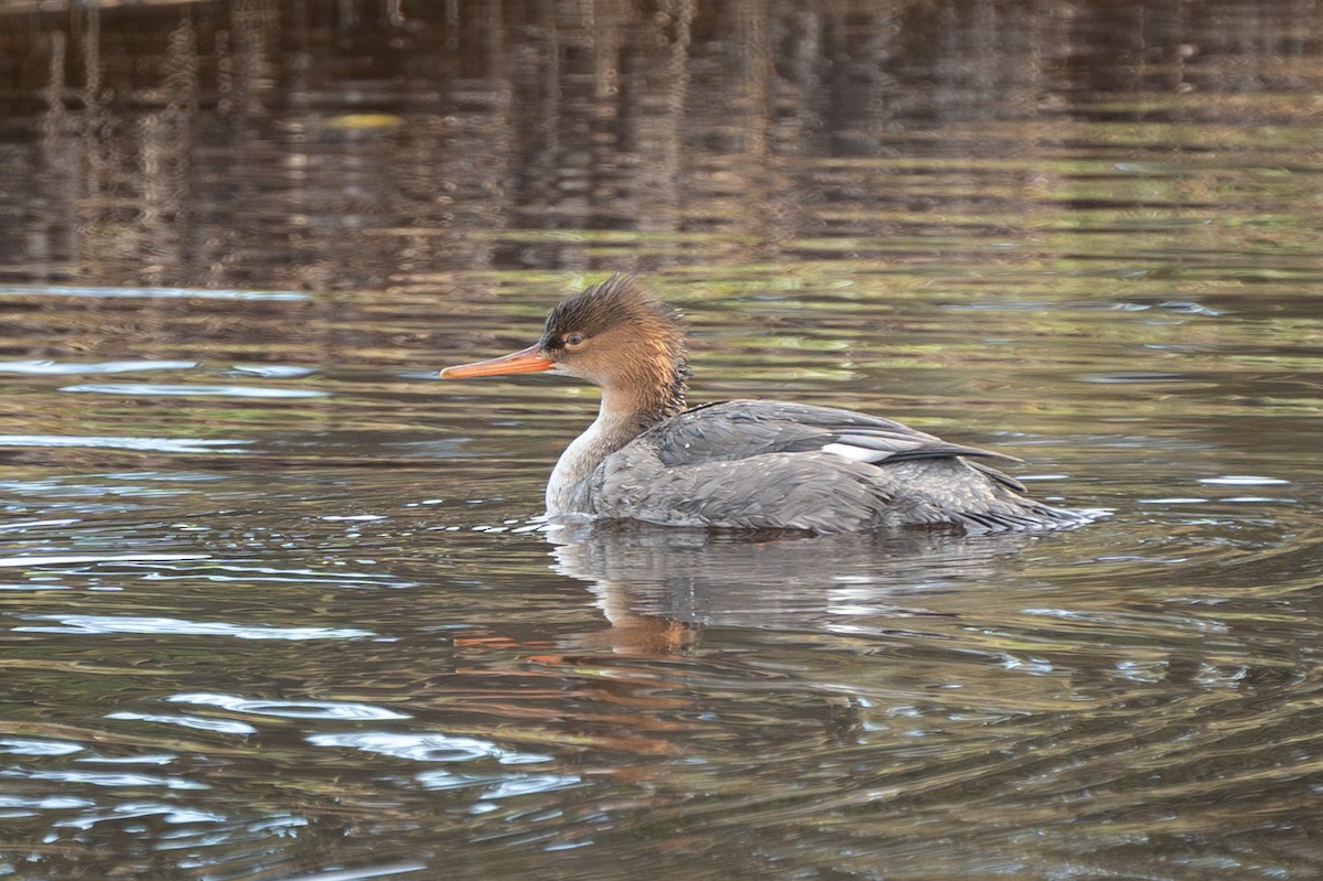 Red-breasted Merganser - ML611414446