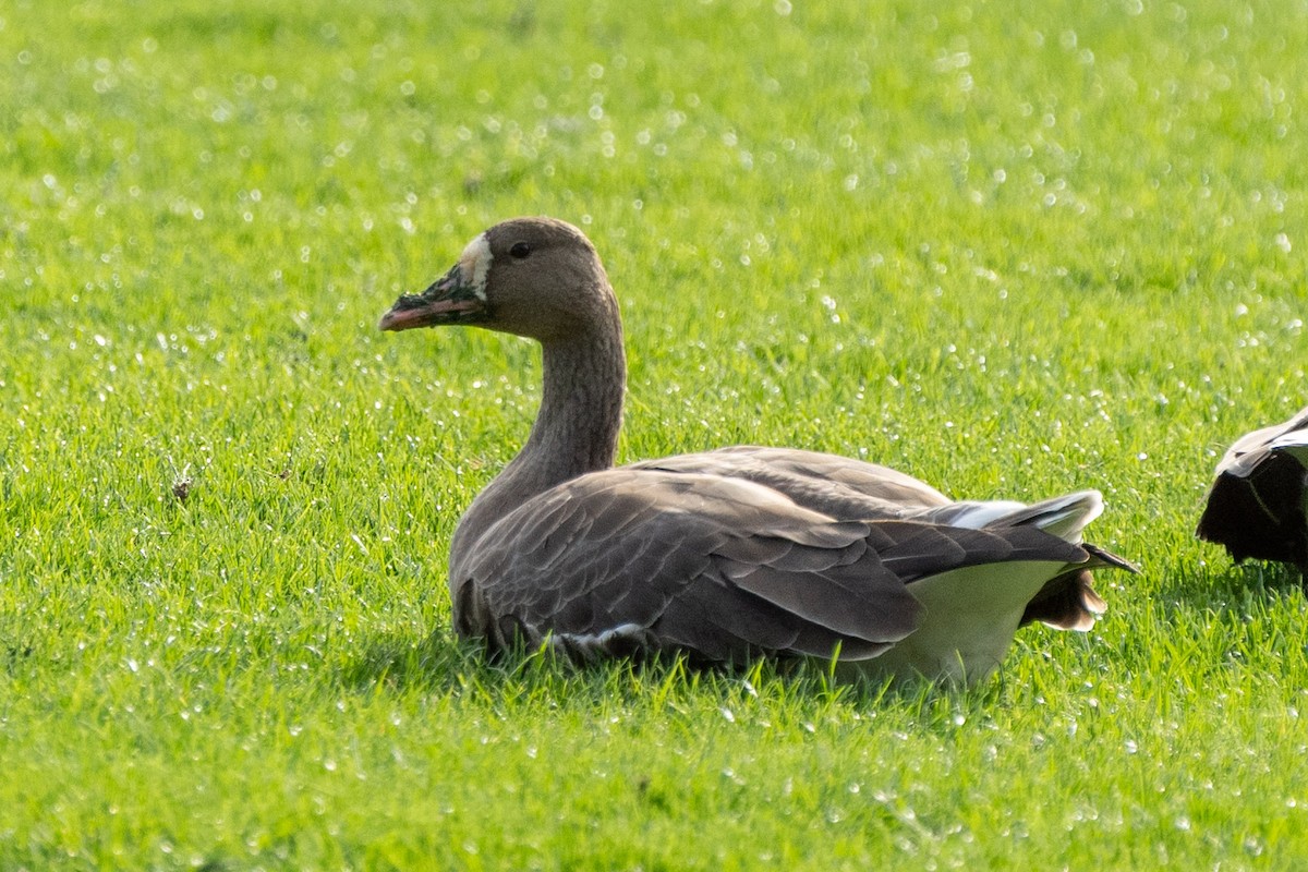 Greater White-fronted Goose (Western) - ML611414480