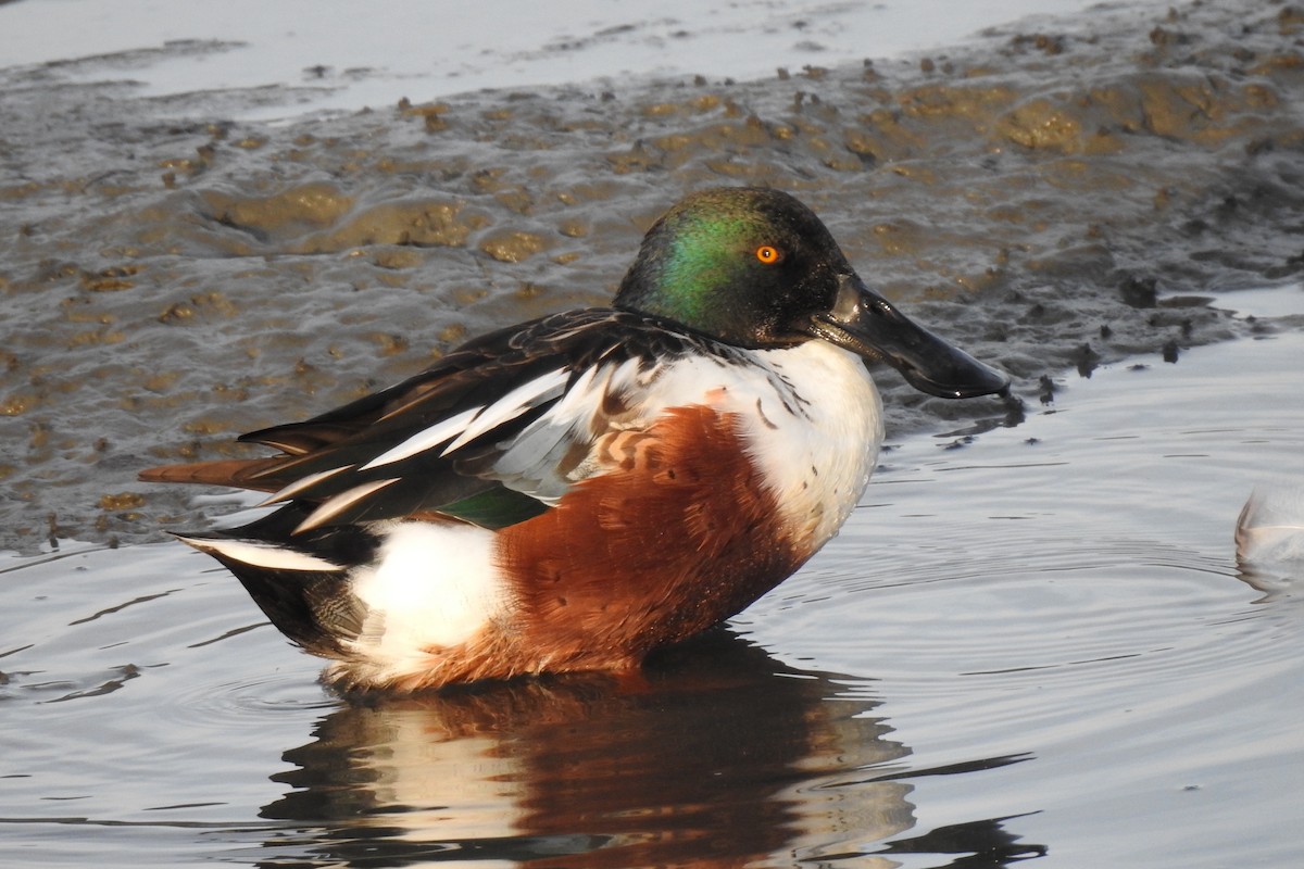 Northern Shoveler - ML611414503
