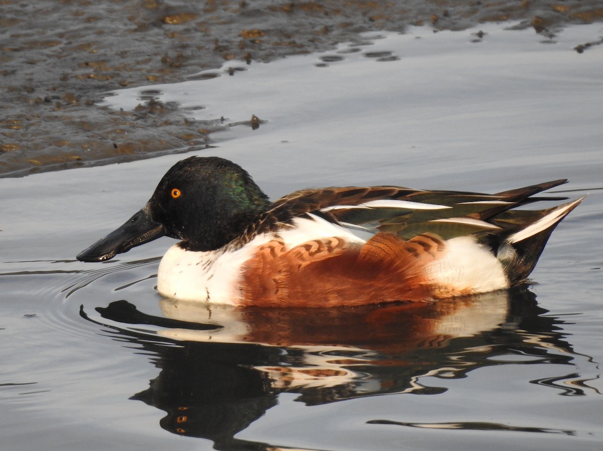 Northern Shoveler - ML611414517