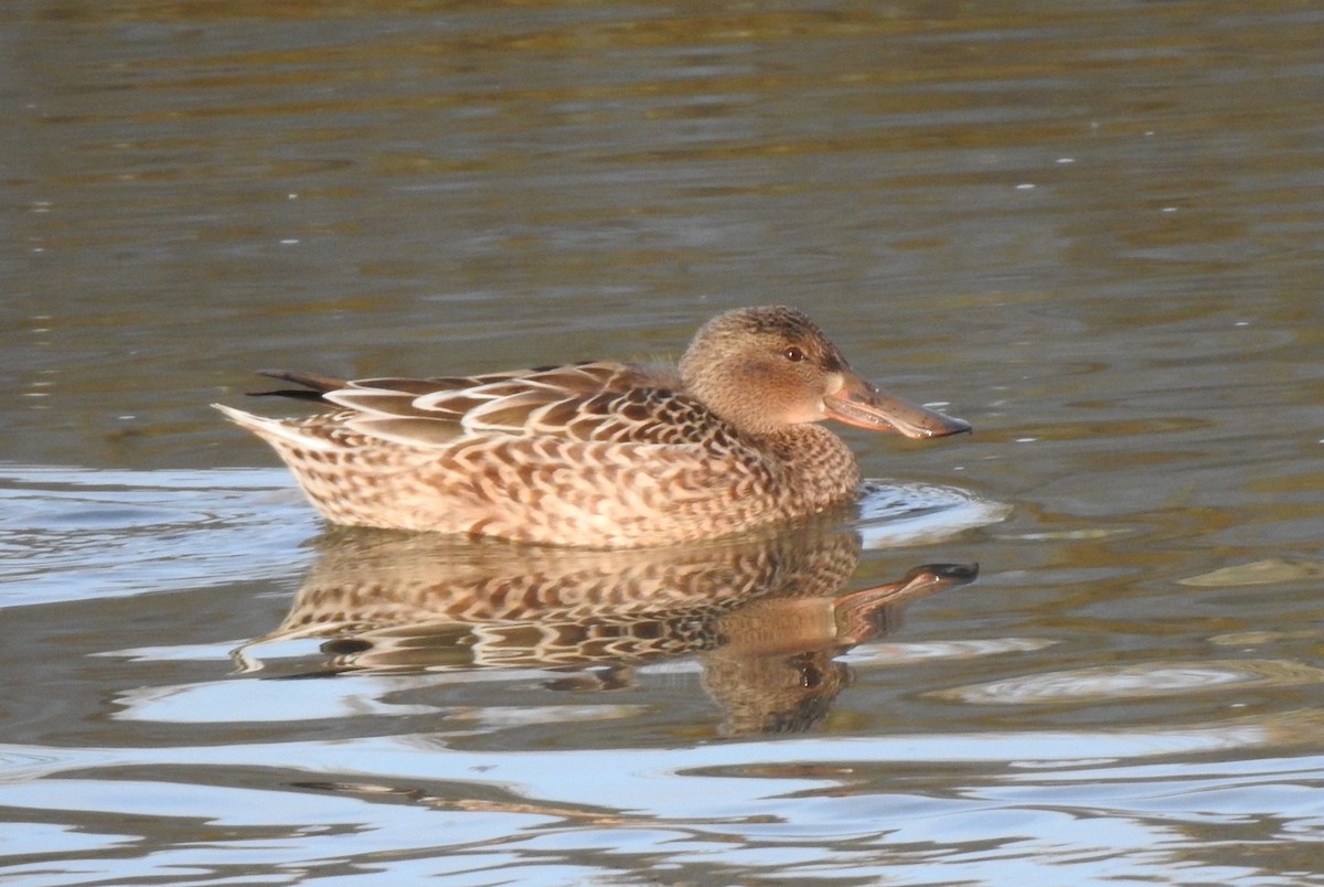 Northern Shoveler - ML611414524