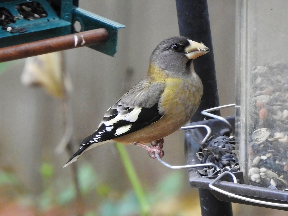 Evening Grosbeak - ML611414704