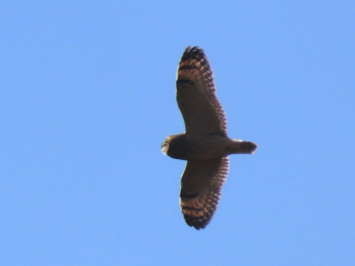 Short-eared Owl - ML611414815