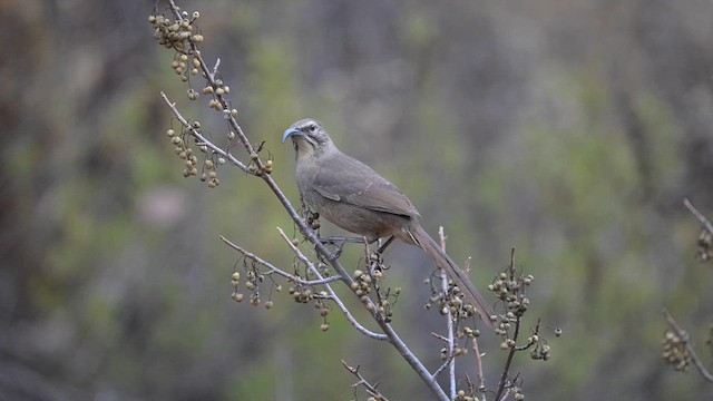 California Thrasher - ML611414838