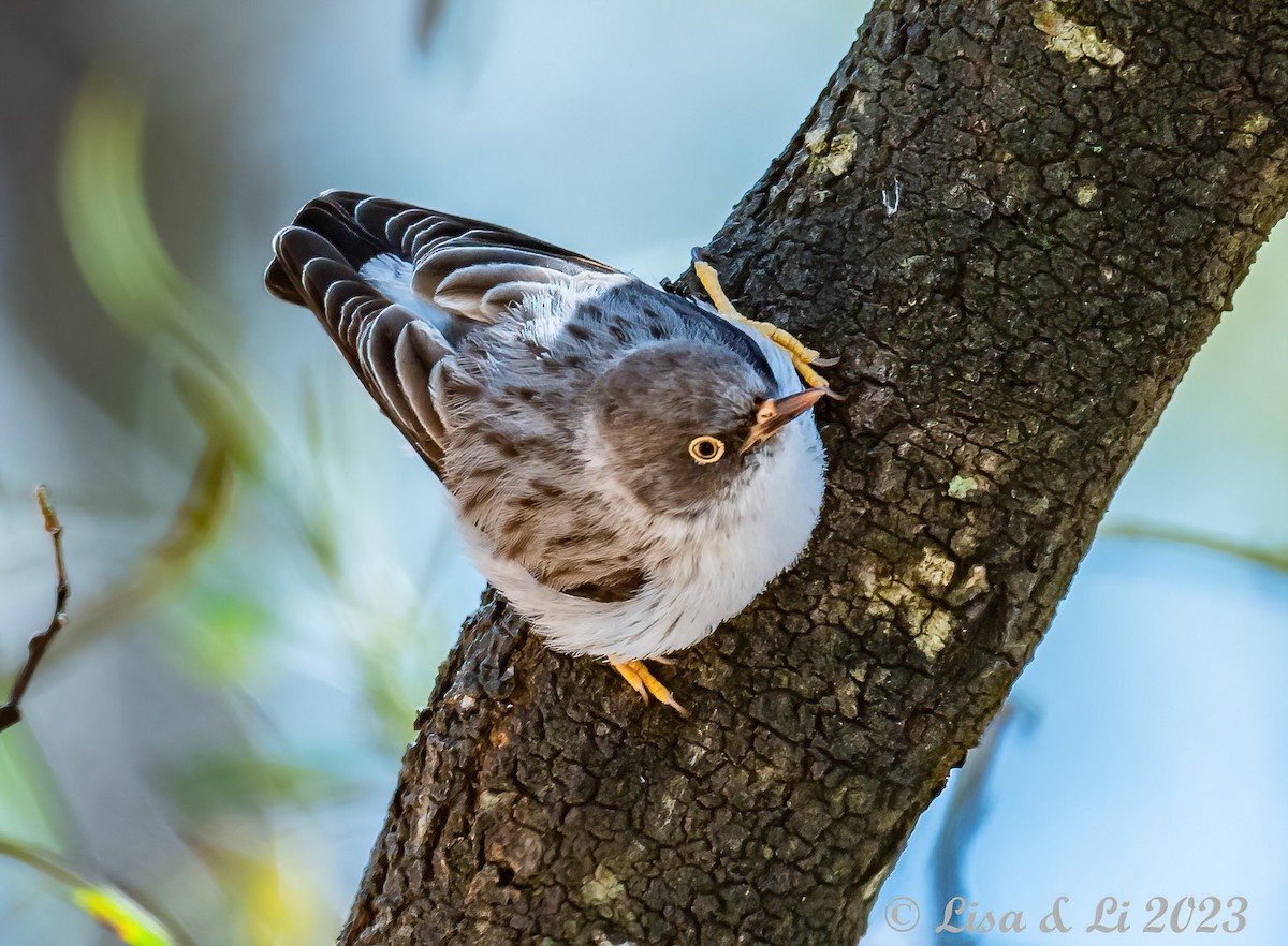 Varied Sittella (Orange-winged) - Lisa & Li Li