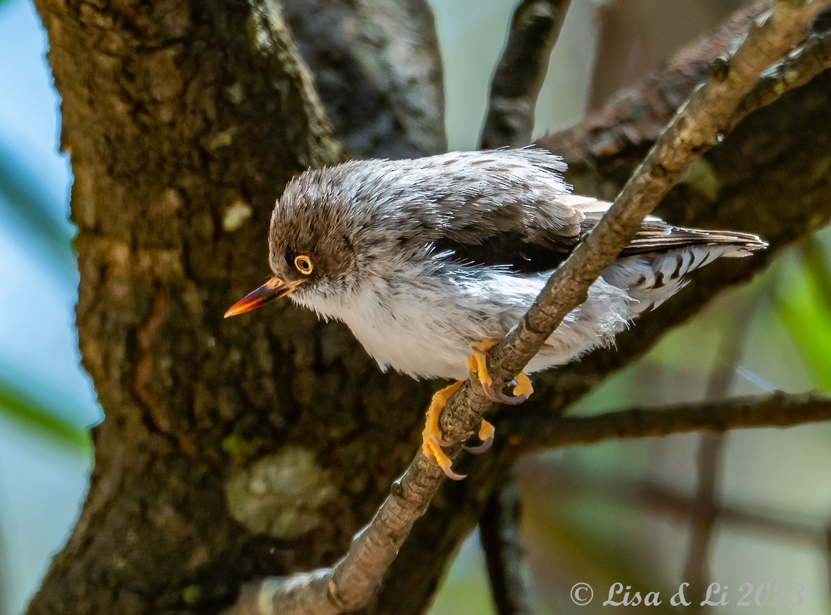 Varied Sittella (Orange-winged) - Lisa & Li Li