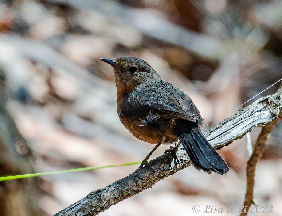 Rockwarbler - Lisa & Li Li