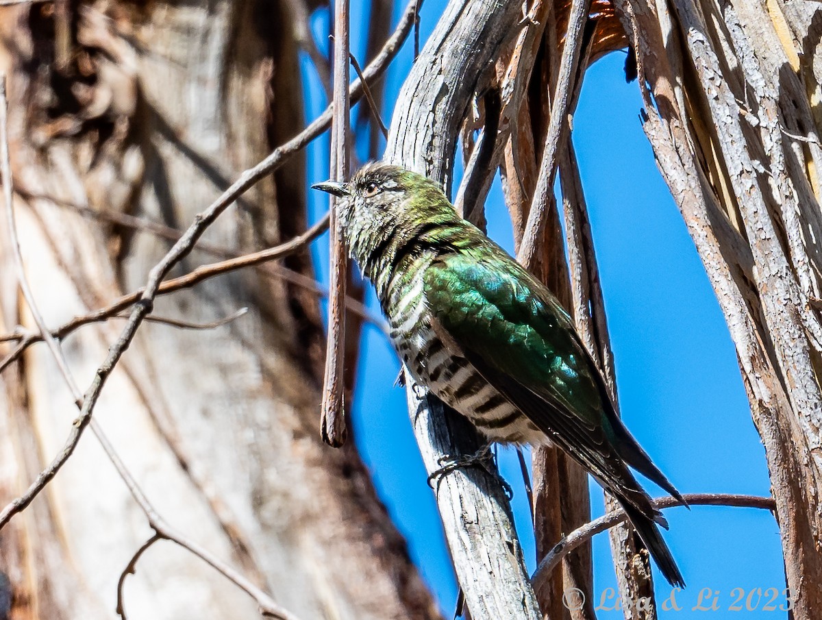 Shining Bronze-Cuckoo - ML611414956