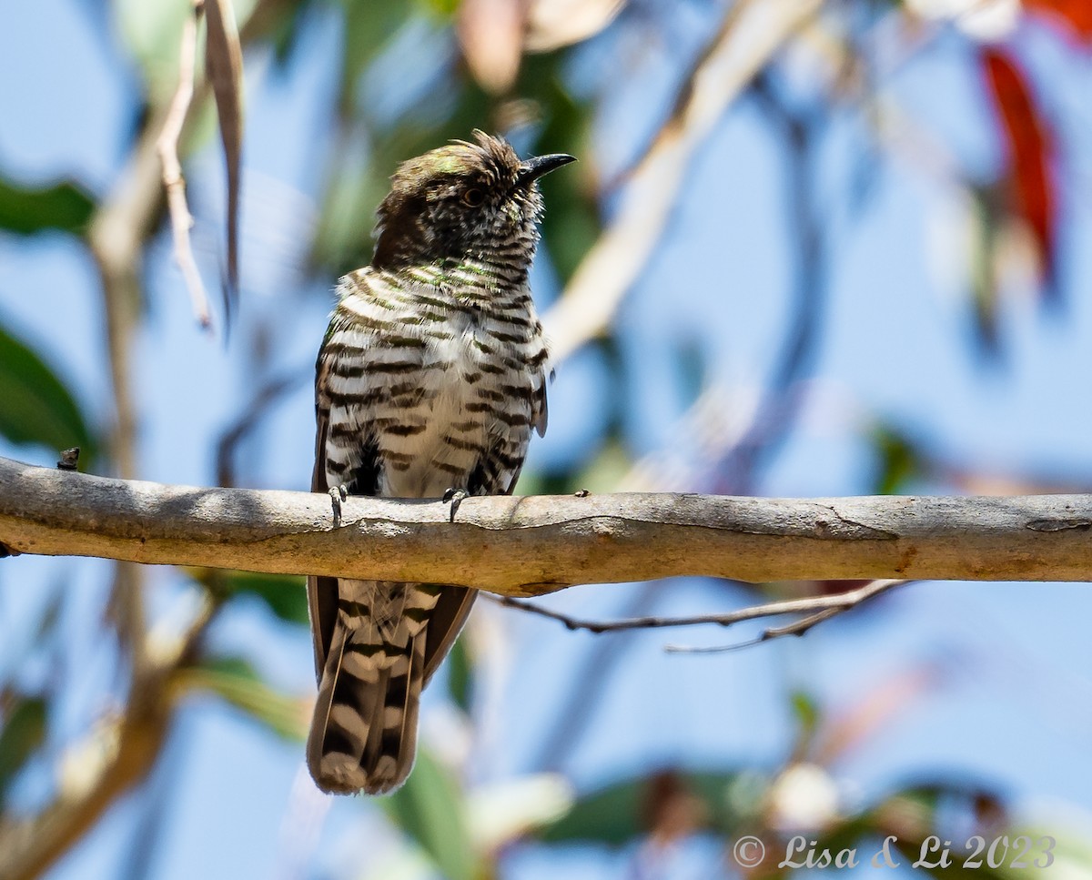 Shining Bronze-Cuckoo - ML611414957