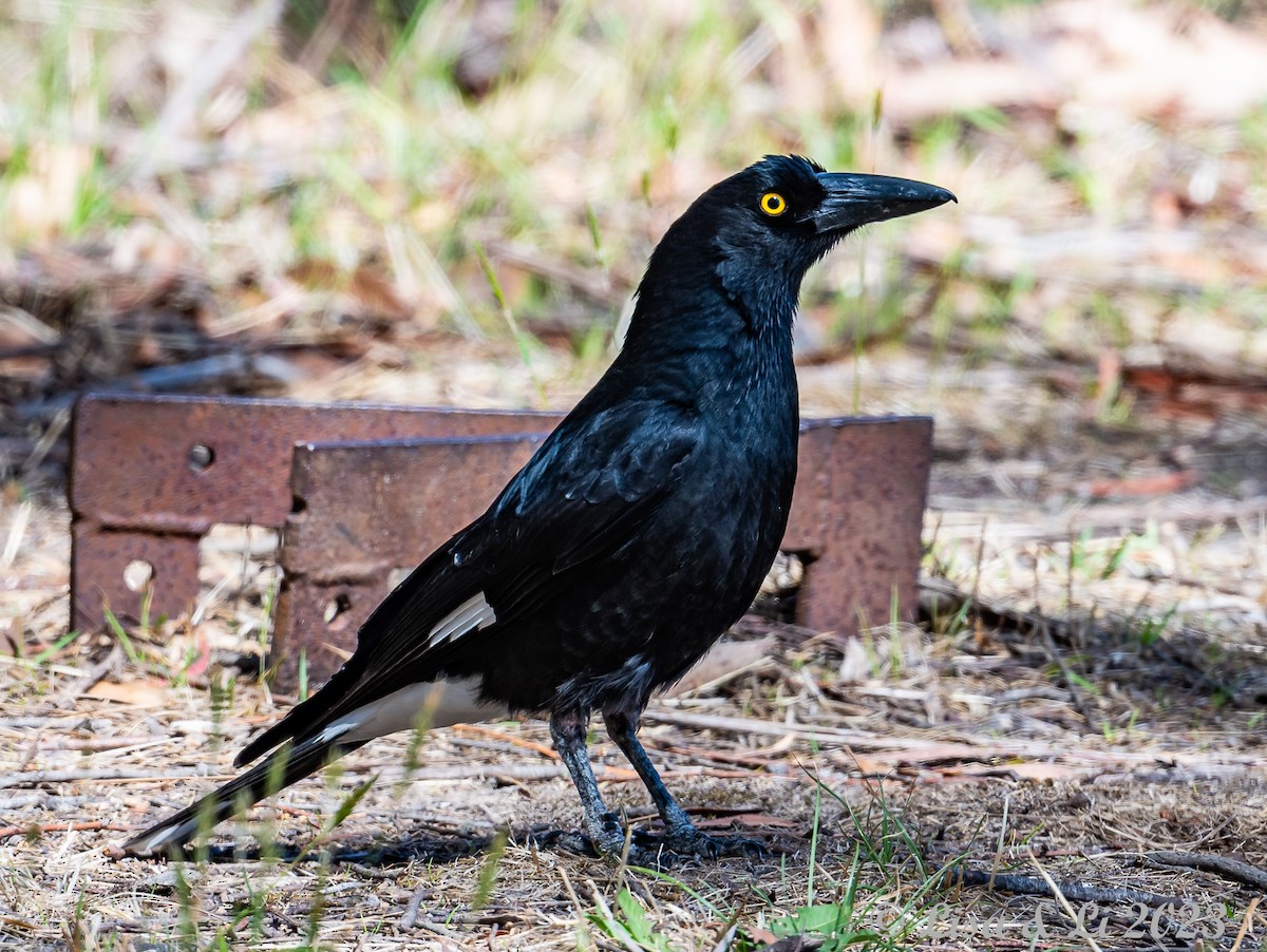 Pied Currawong - Lisa & Li Li