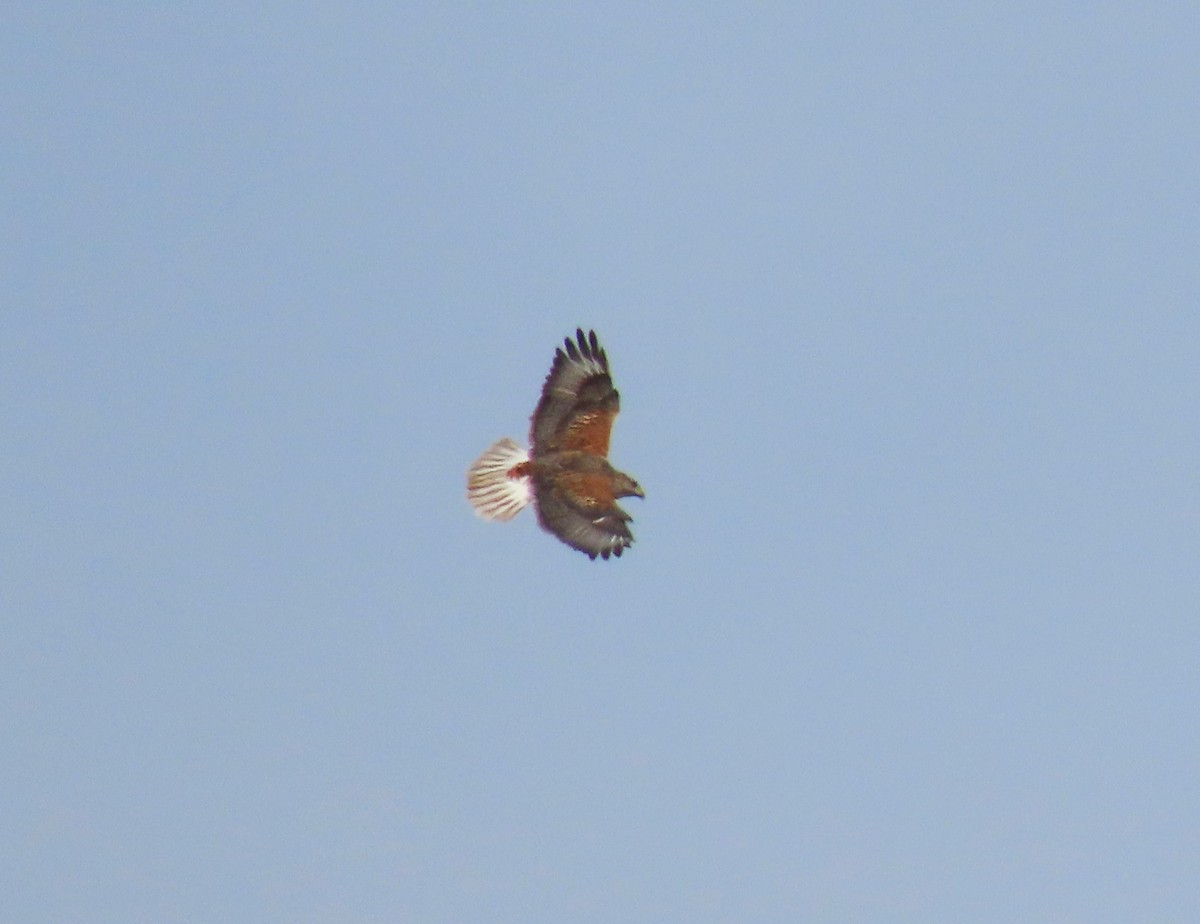 Ferruginous Hawk - ML611414995