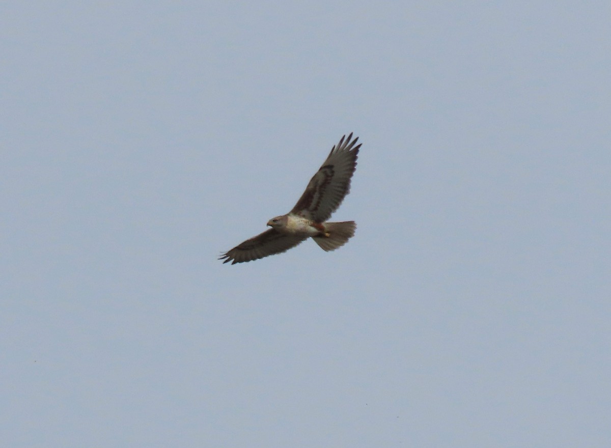 Ferruginous Hawk - ML611415009