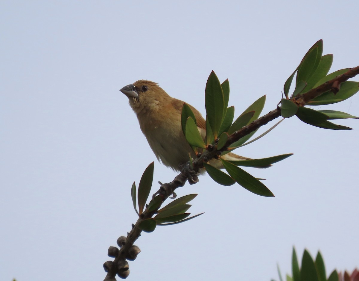 Scaly-breasted Munia - ML611415049