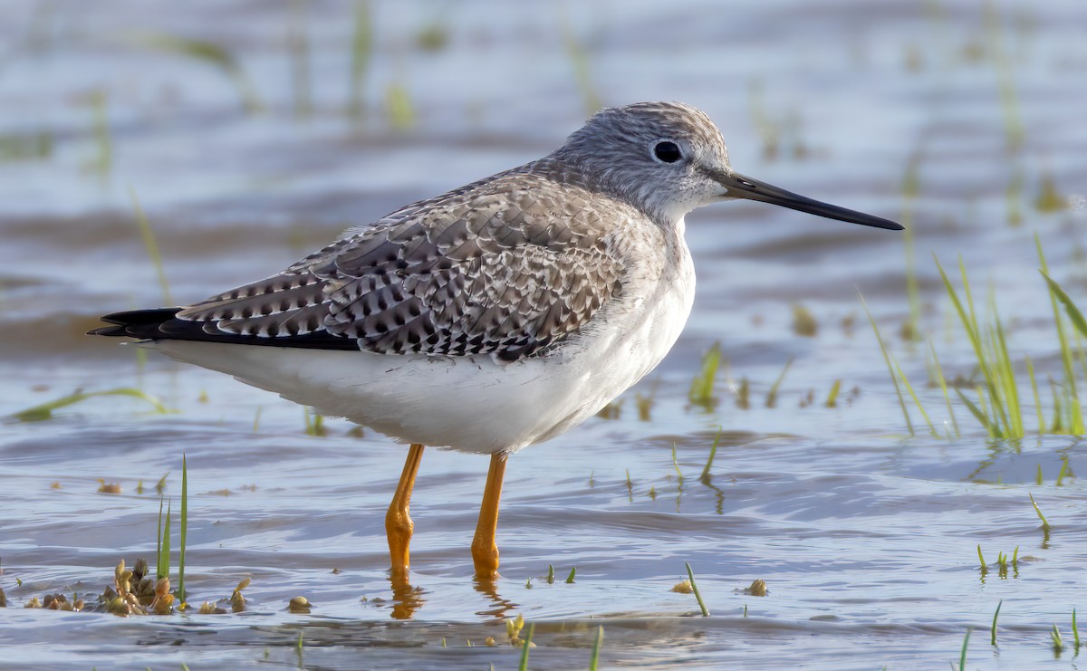 Greater Yellowlegs - ML611415066