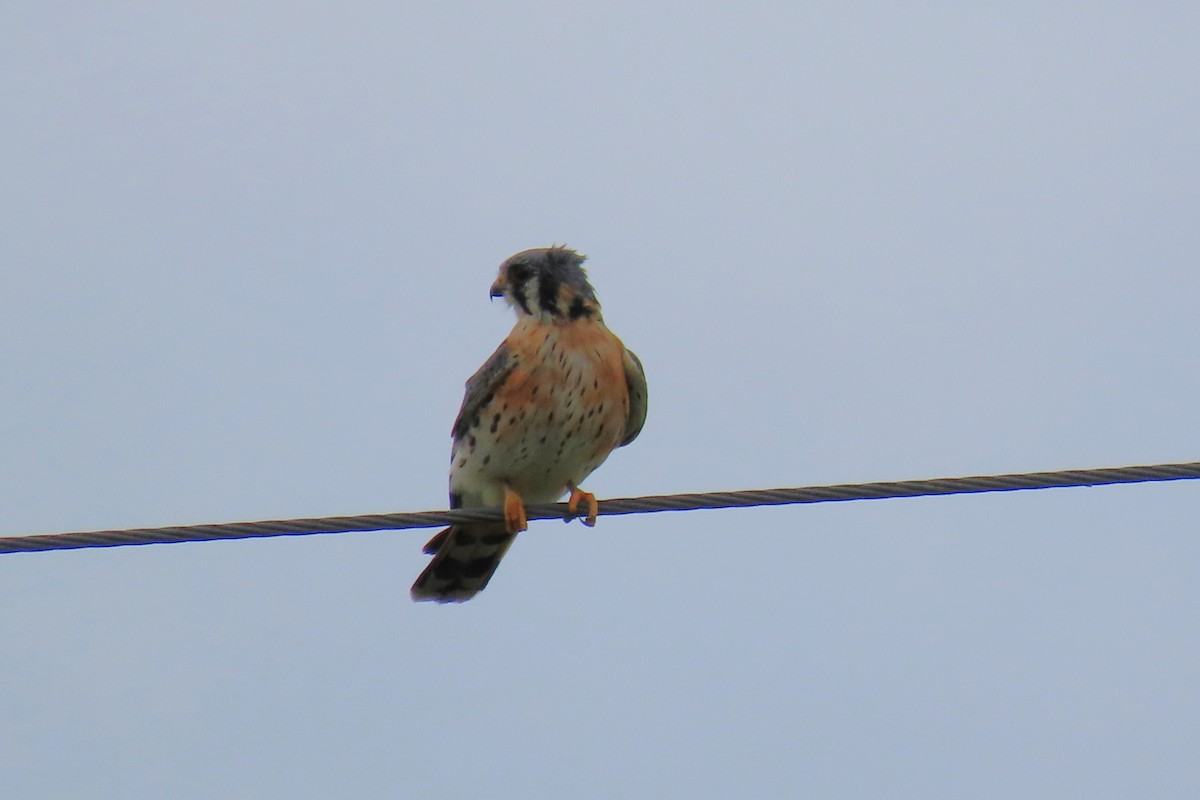 American Kestrel - ML611415081