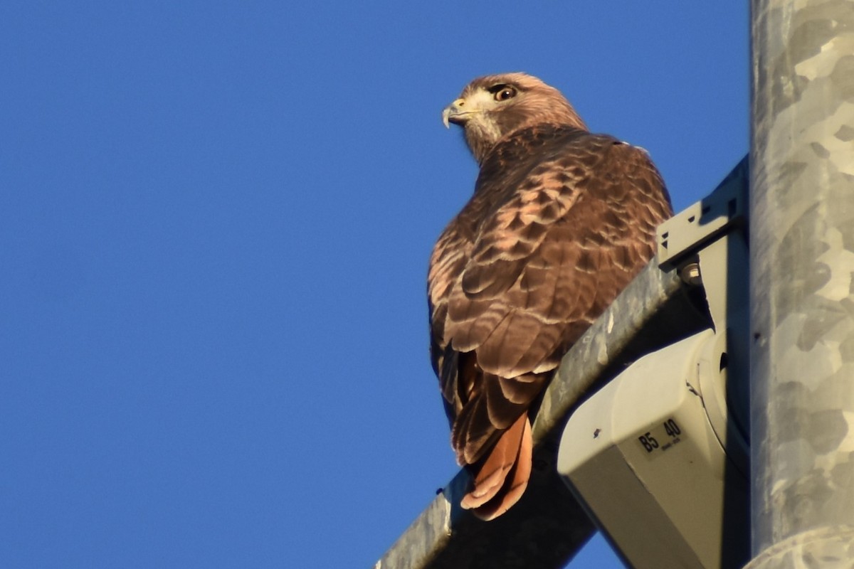 Red-tailed Hawk - Jason Leduc