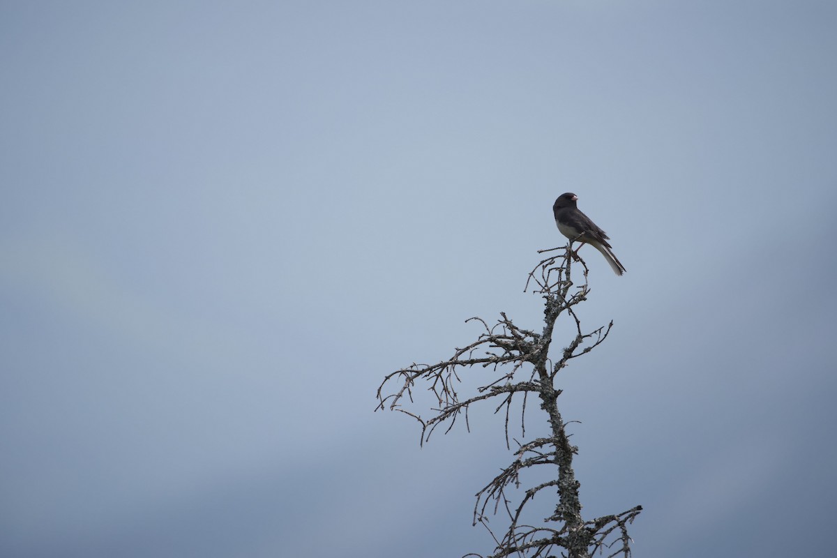 Dark-eyed Junco - ML611415109