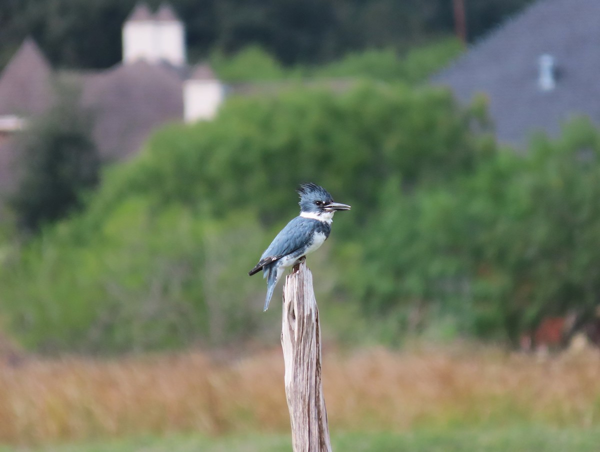 Belted Kingfisher - ML611415119