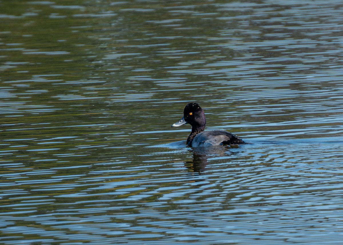 Lesser Scaup - ML611415227