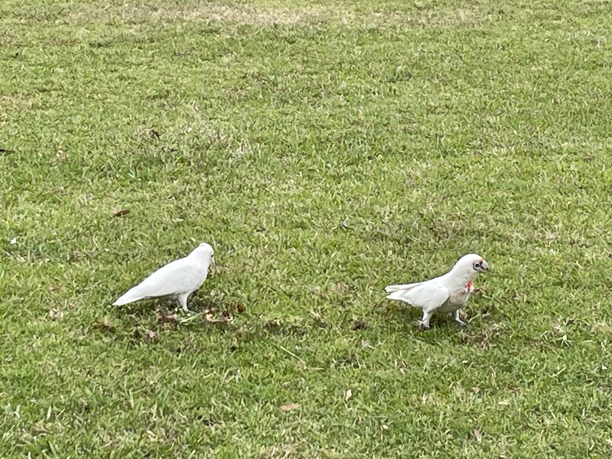Long-billed Corella - ML611415234