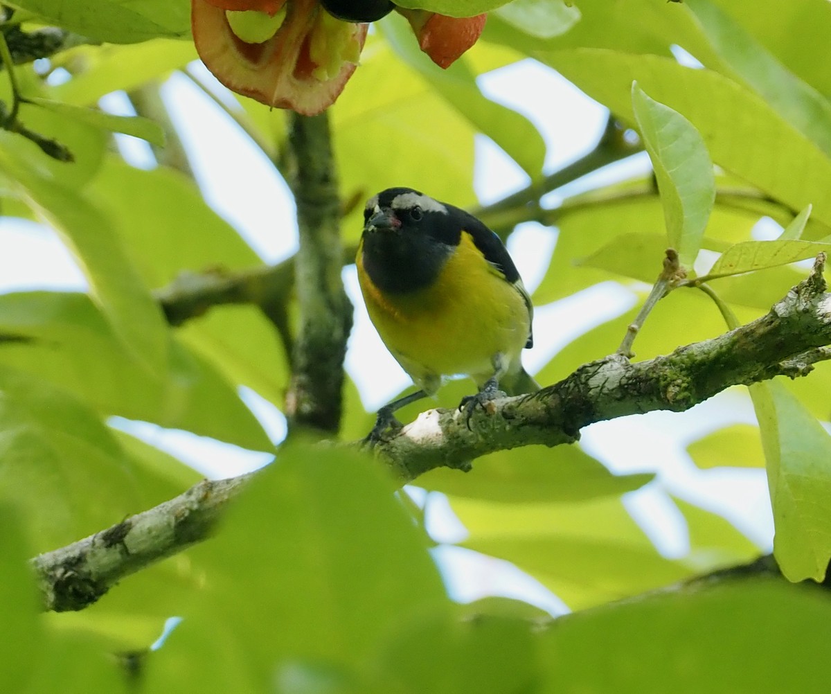 Sucrier à ventre jaune - ML611415289