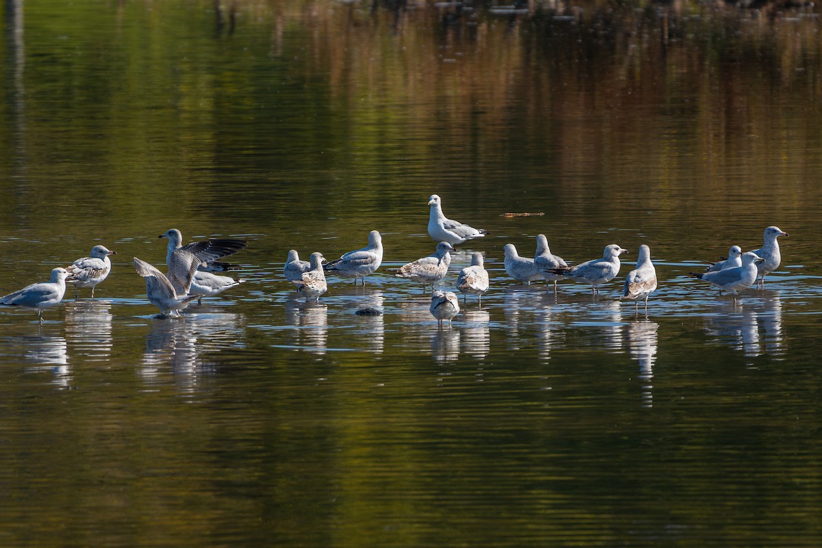 Ring-billed Gull - ML611415356