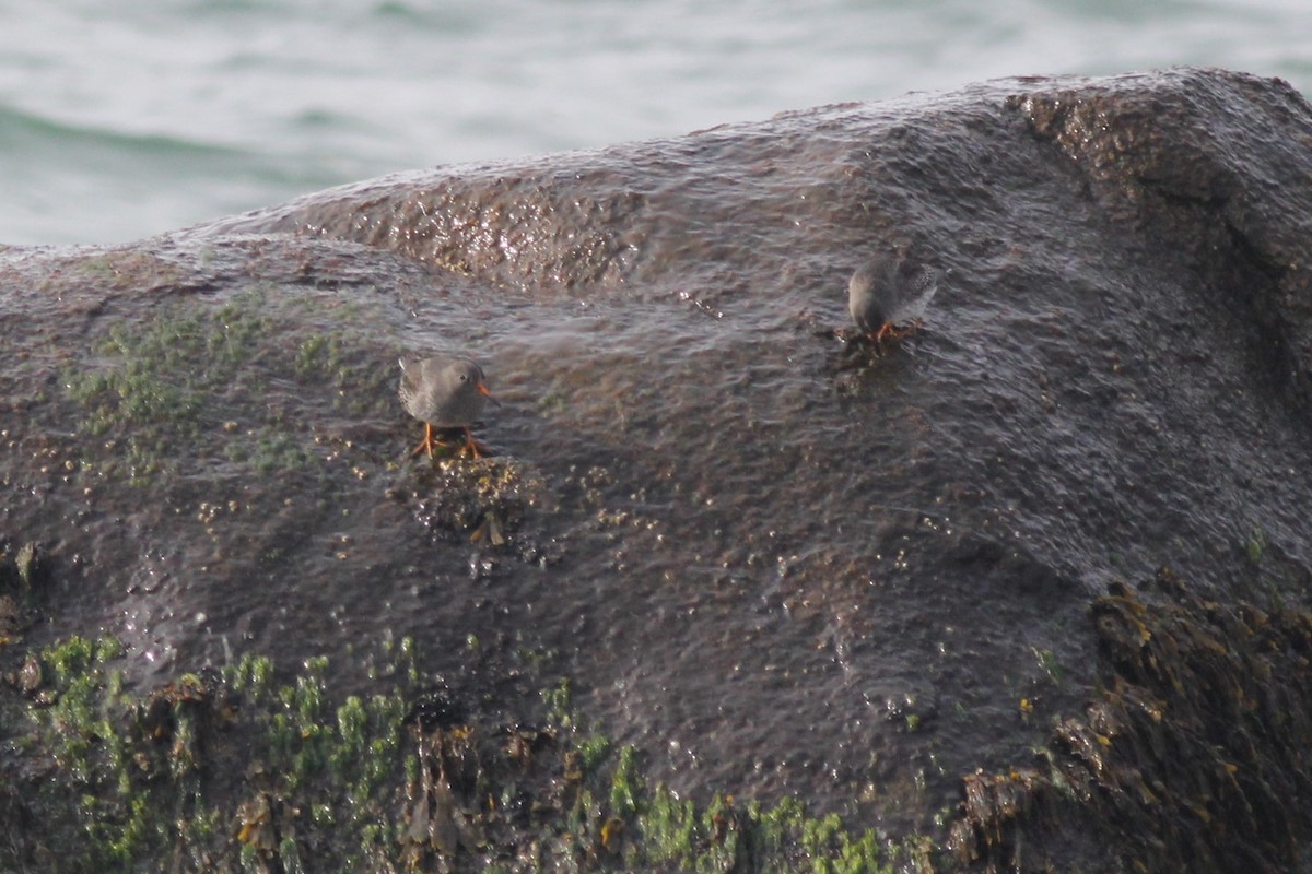 Purple Sandpiper - ML611415405