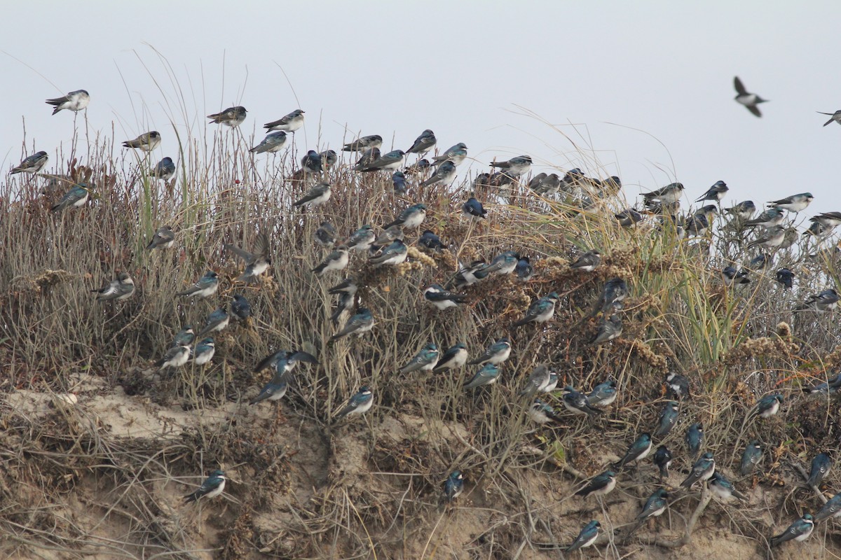 Tree Swallow - ML611415429