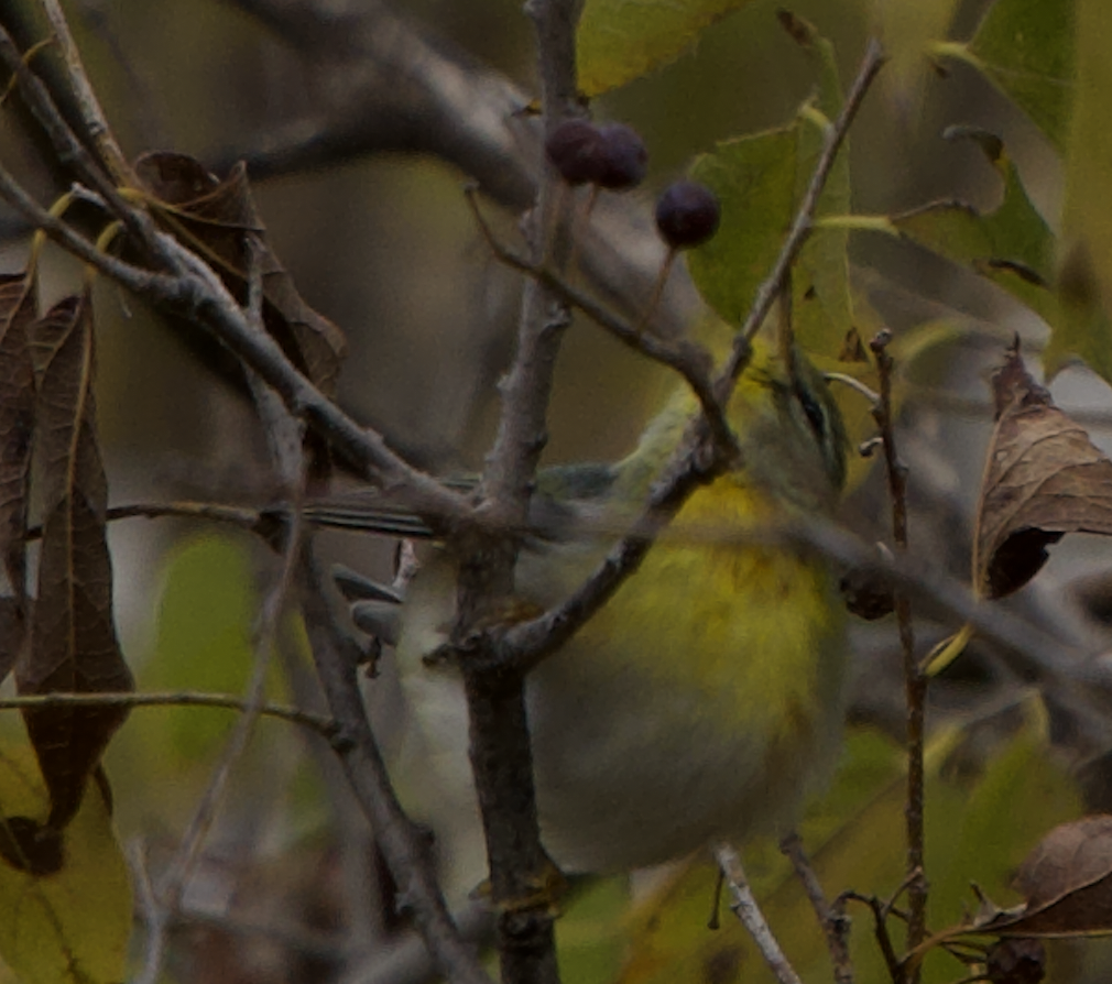 Northern Parula - ML611415670